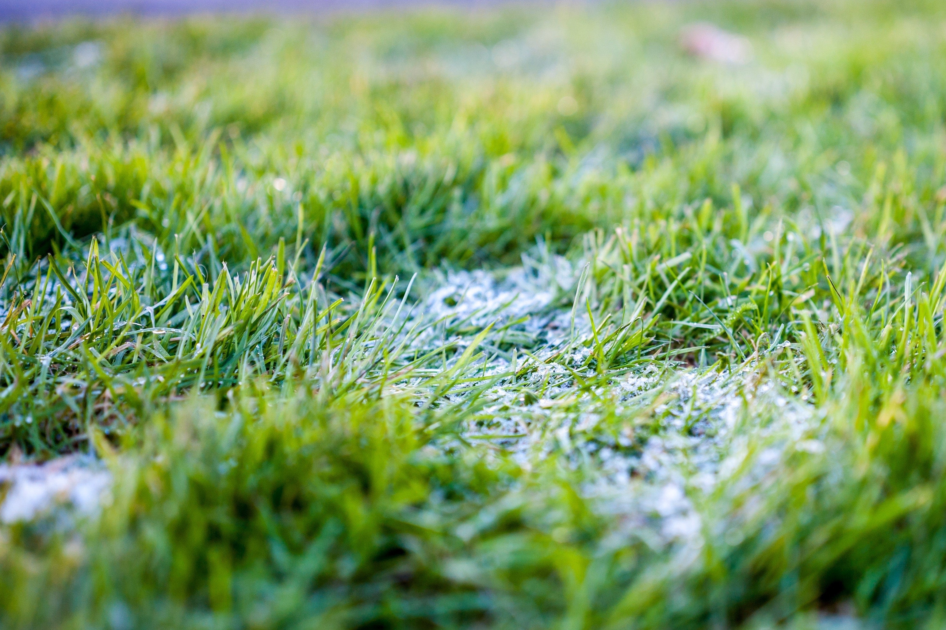 De voordelen van grasgevoerd vlees